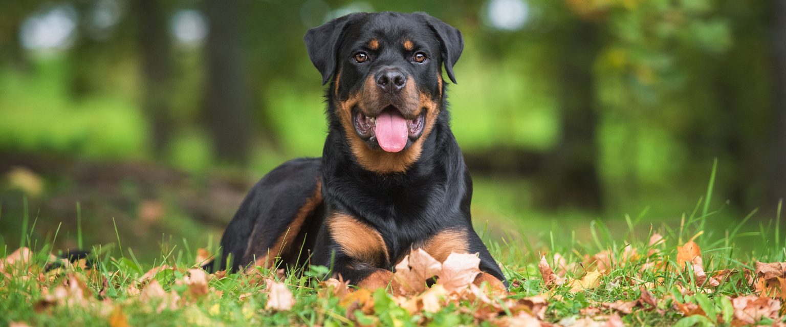 Rottweiler Futter Ernährung proCani Magazin