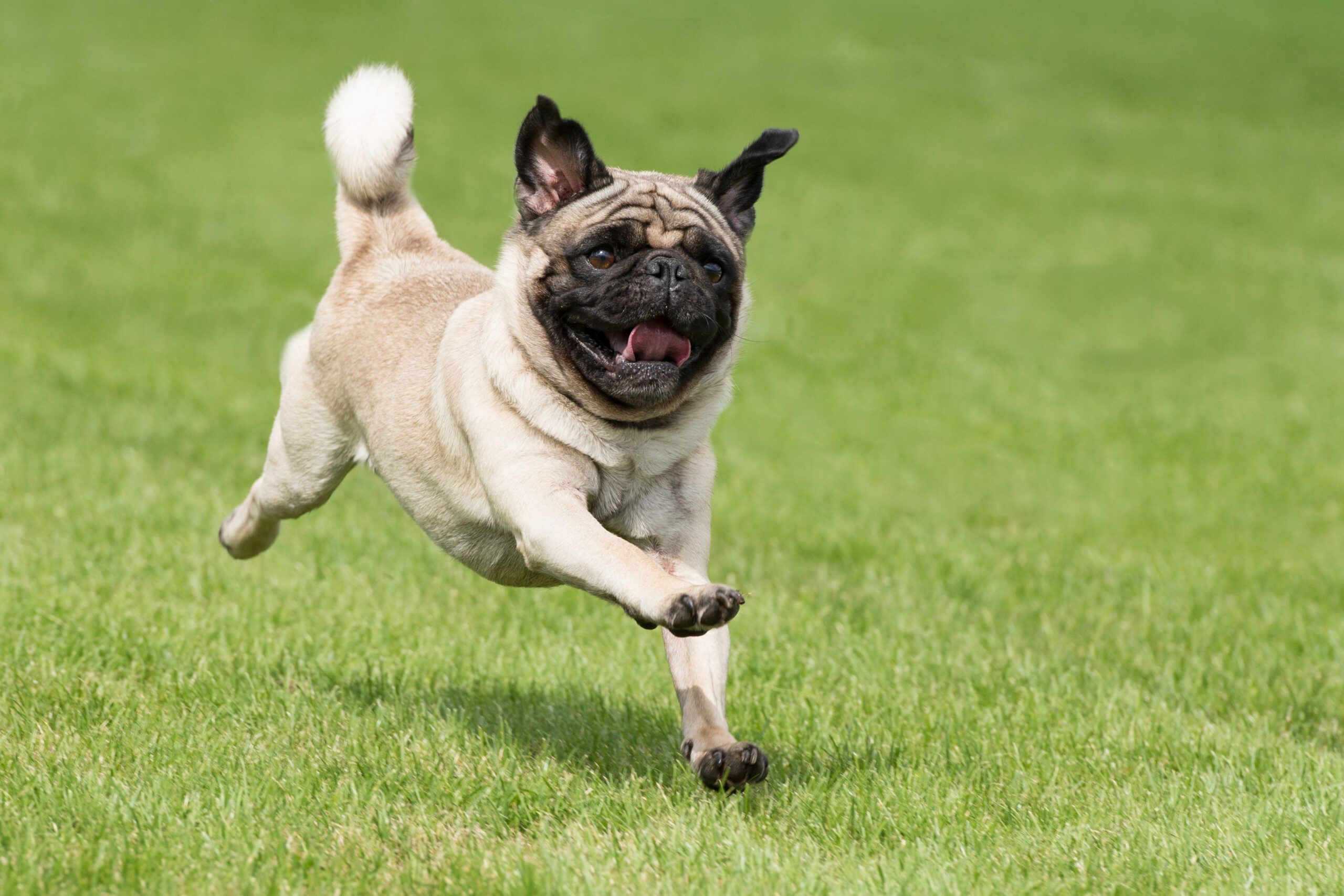 Mops beim rennen auf einer grünen Wiese