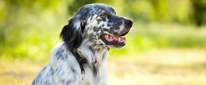 English Setter