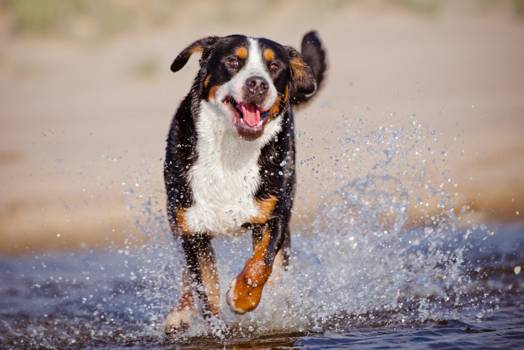 schweizer sennenhund 1