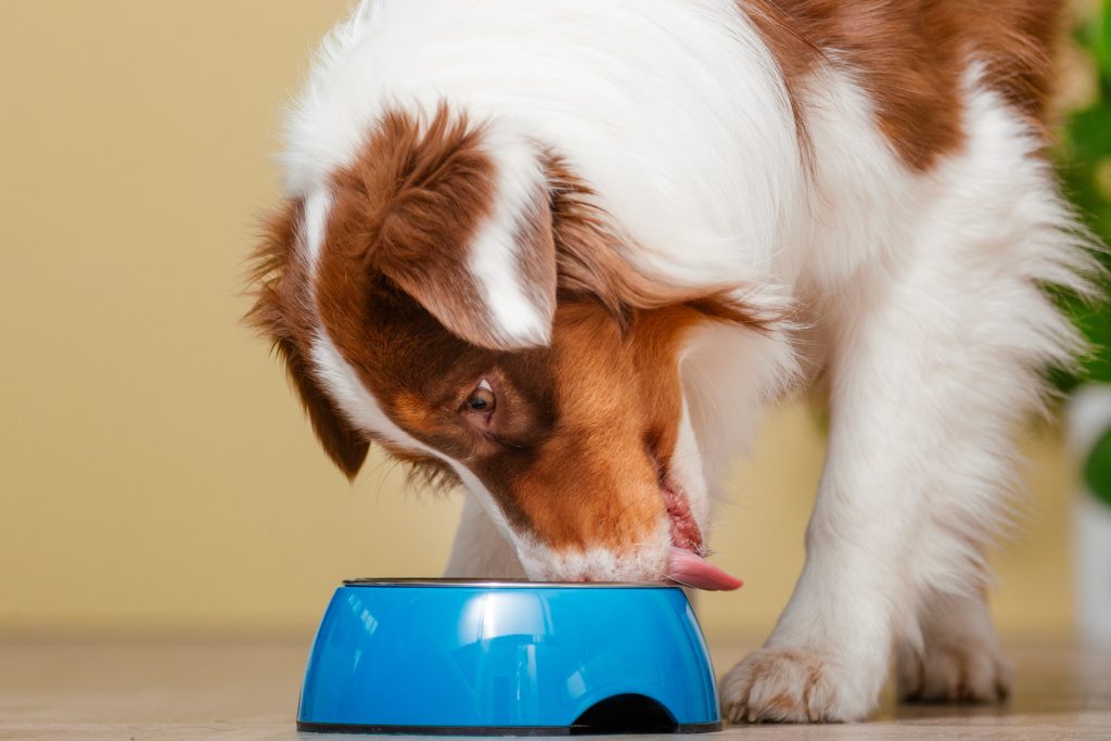 Australian Shepherds barfen