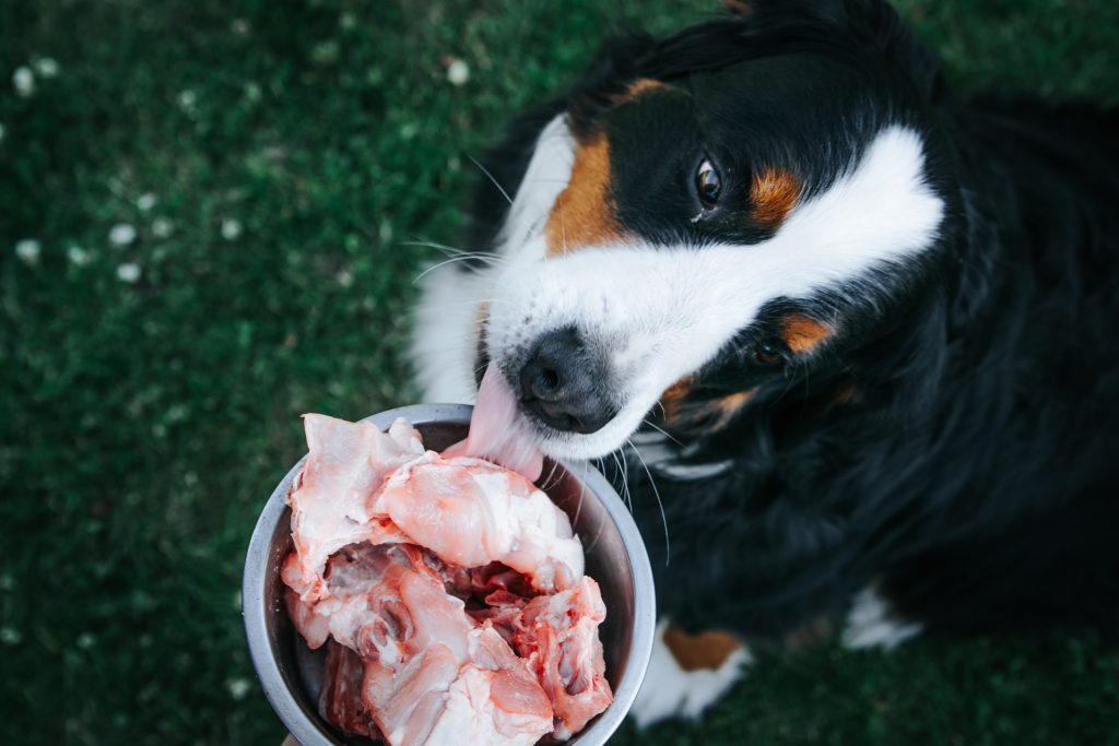 Berner Sennenhund barfen