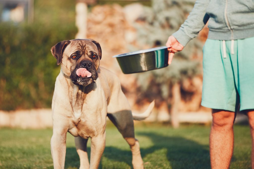 Cane Corso barfen