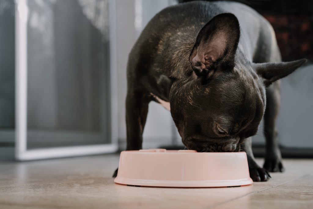 Franzoesische Bulldogge barfen