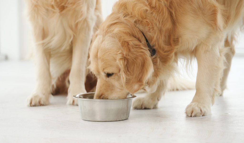 Golden Retriever barfen