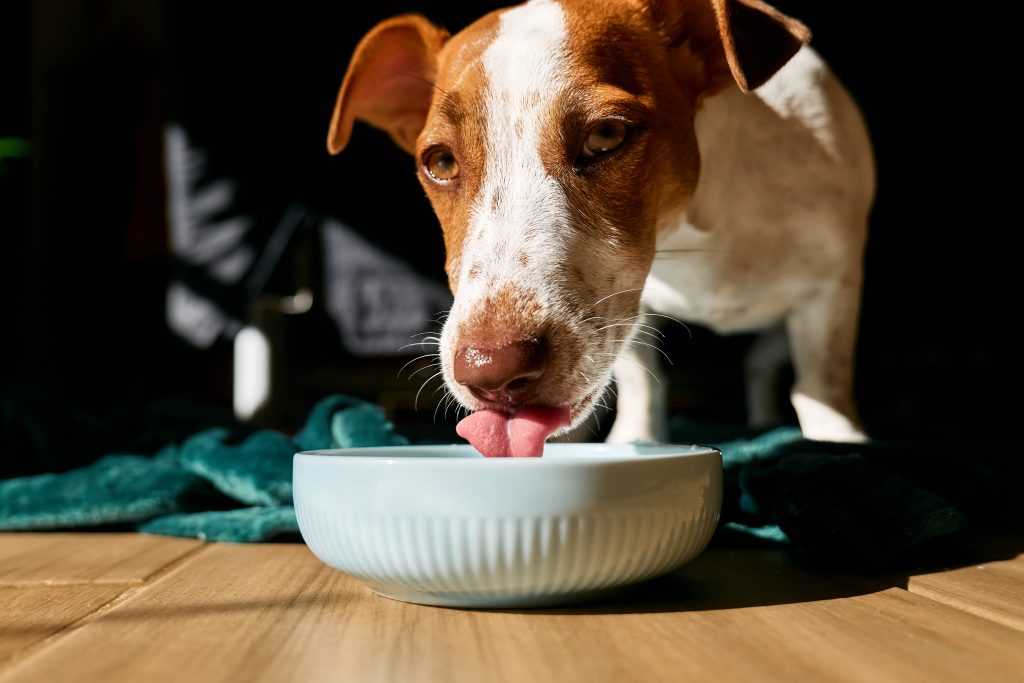 Jack Russell Terrier barfen