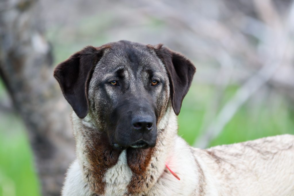 Kangal barfen