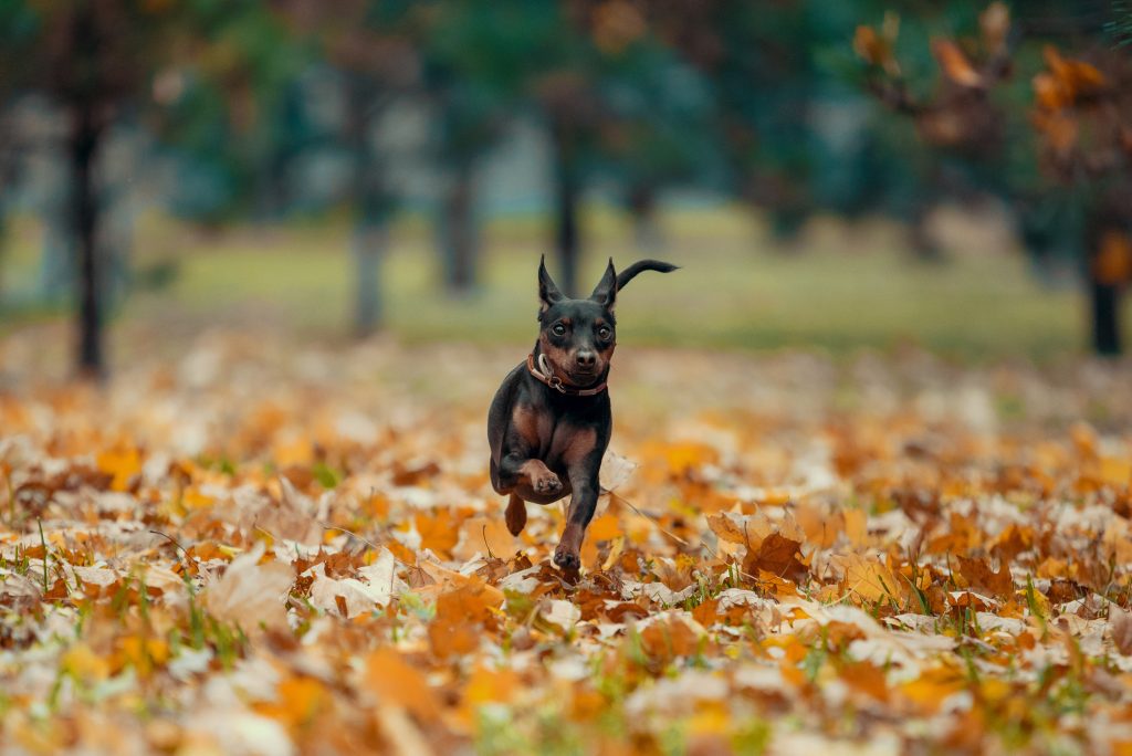 Rehpinscher