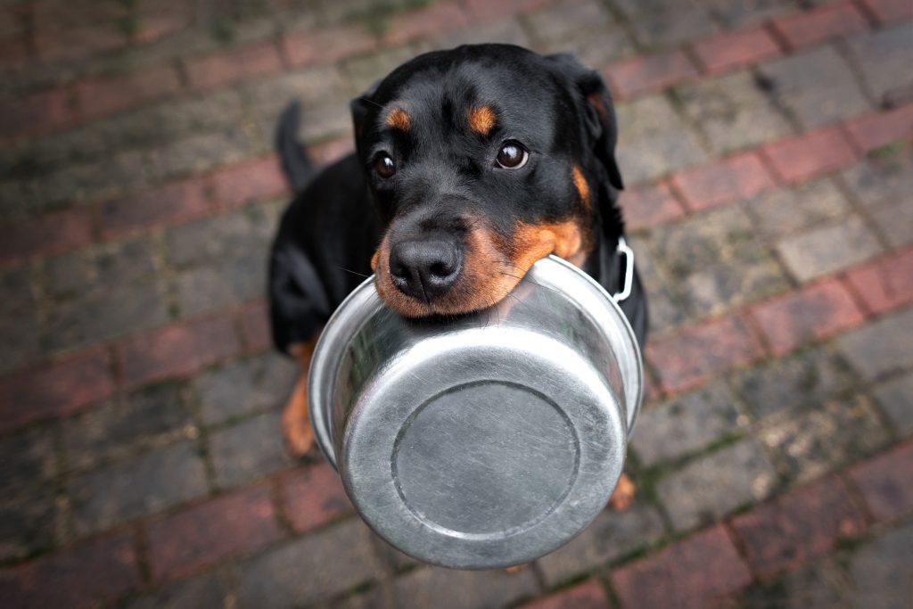 Rottweiler barfen