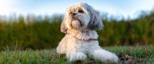 Shih Tzu