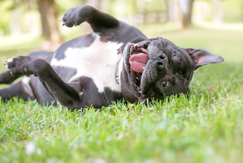 Staffordshire Bull Terrier