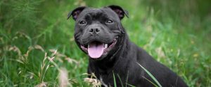 Staffordshire Bullterrier