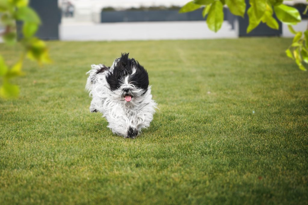 Tibet Terrier