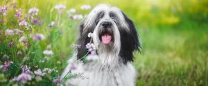 Tibet Terrier