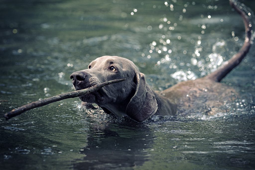 Weimaraner