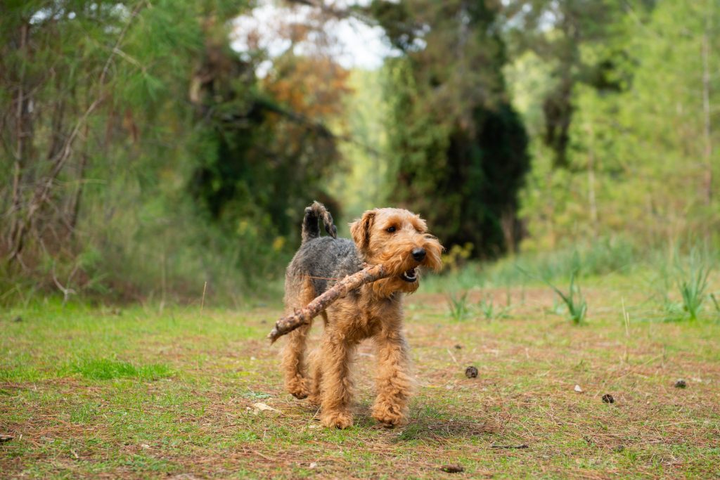 Welsh Terrier min