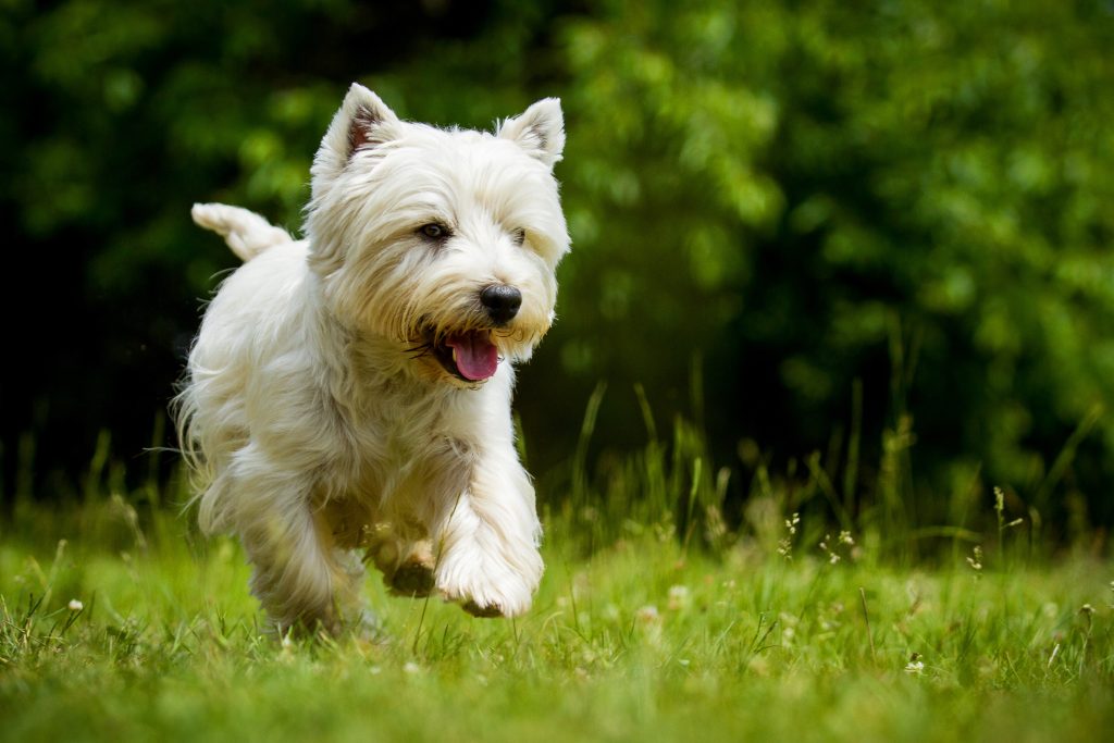 West Highland White Terrier