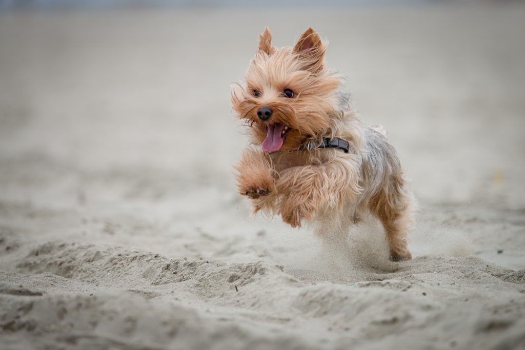 Yorkshire Terrier