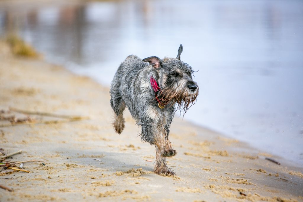 Zwergschnauzer