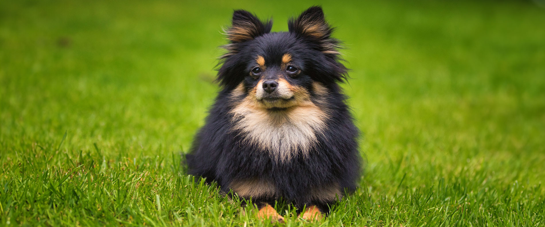 Zwergspitz Pomeranian