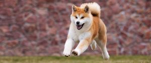 beitragsbild barf akita inu