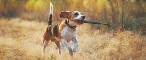 beitragsbild barf beagle