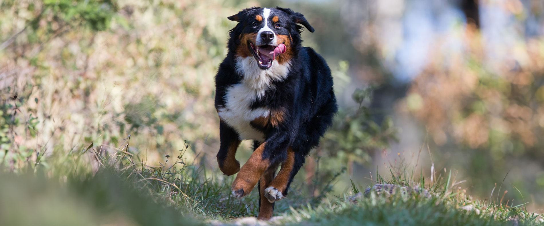 beitragsbild barf berner sennenhund