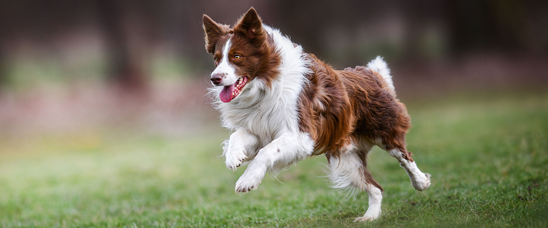 beitragsbild barf border collie