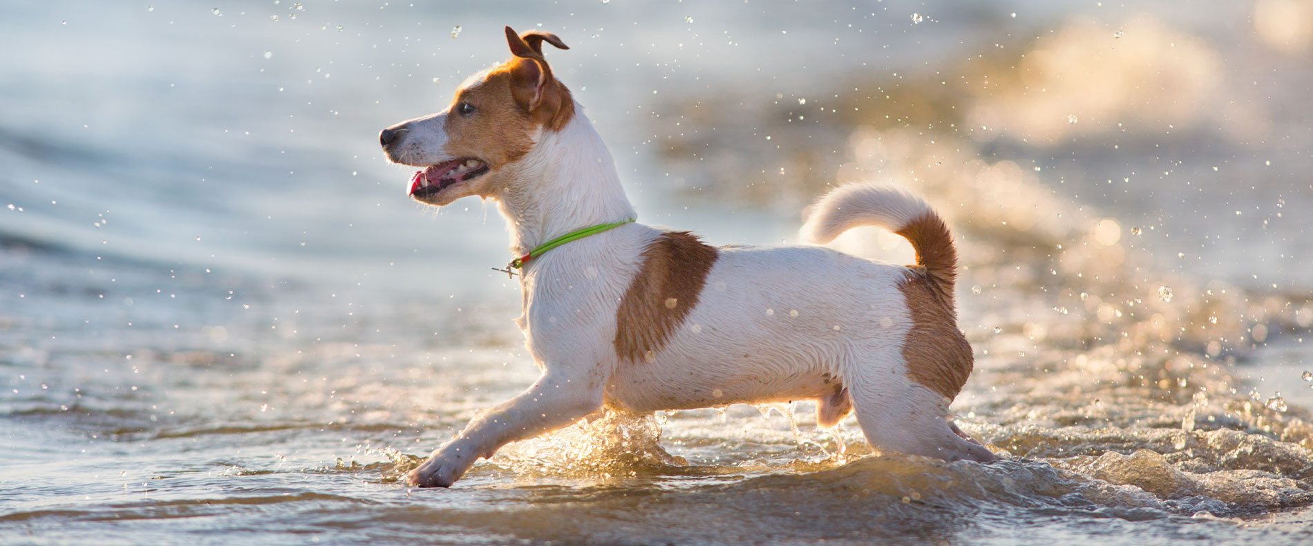 beitragsbild barf jack russel