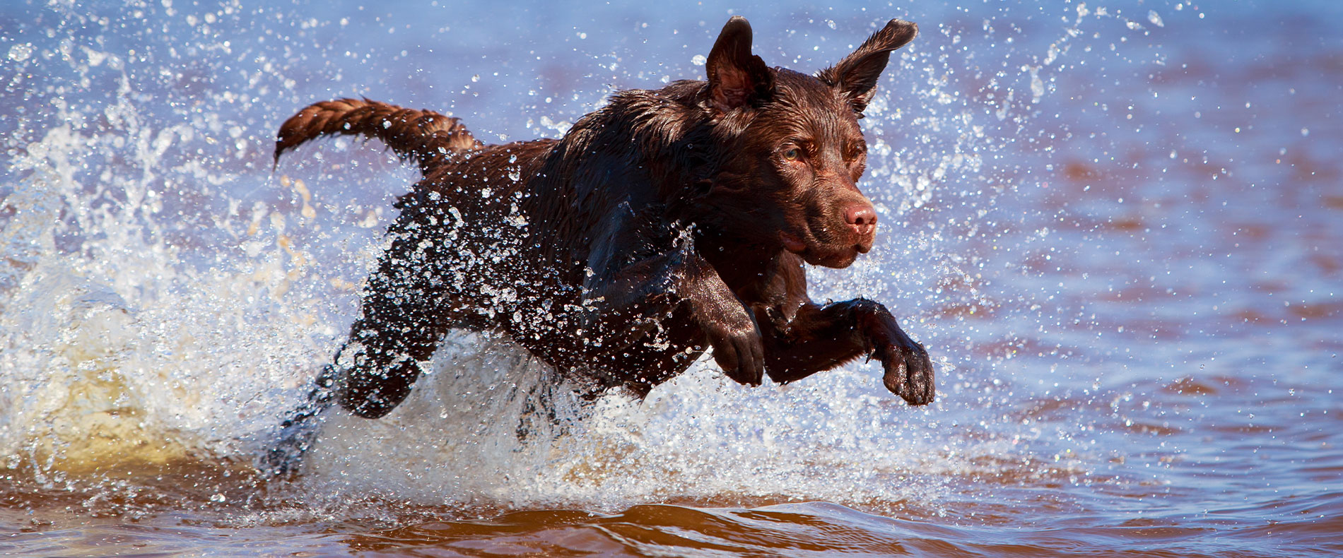 beitragsbild barf labrador