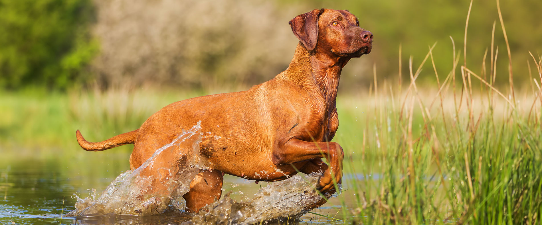 beitragsbild barf rhodesian ridgeback