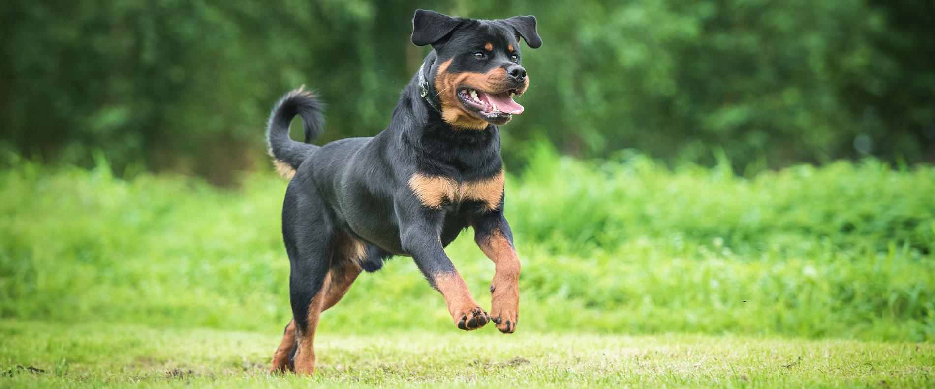 beitragsbild barf rottweiler