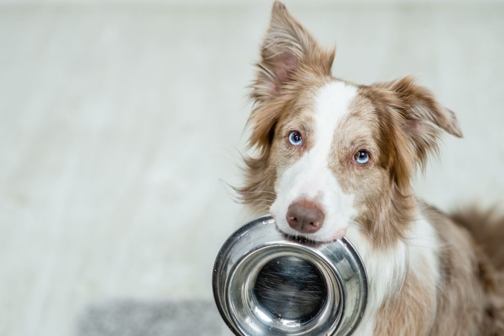 border collie barfen min