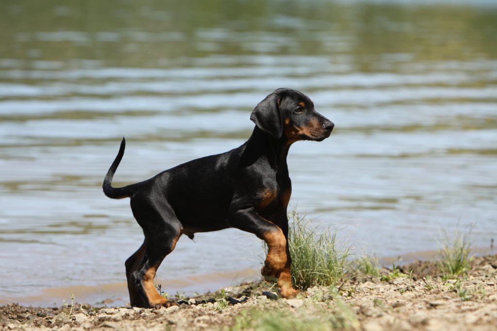 dobermann welpe