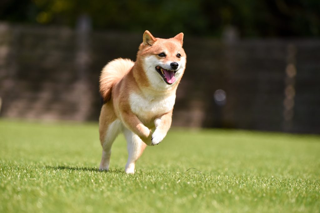 shiba