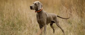 weimaraner