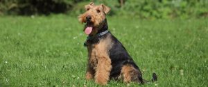 welsh terrier