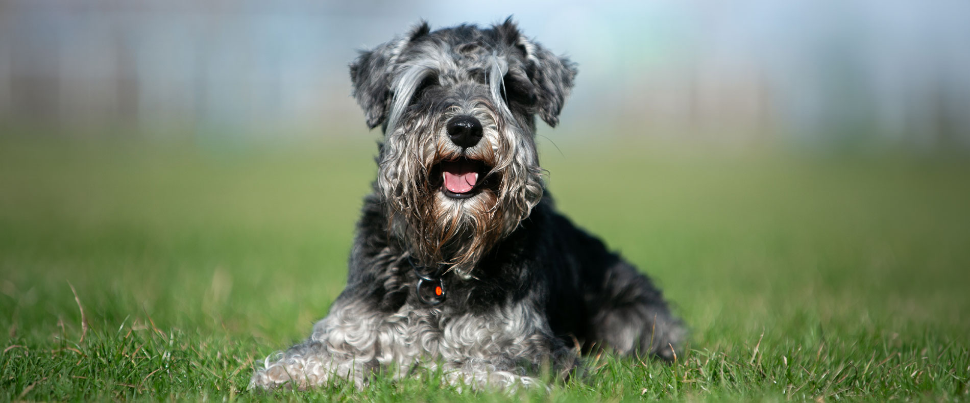 zwergschnauzer