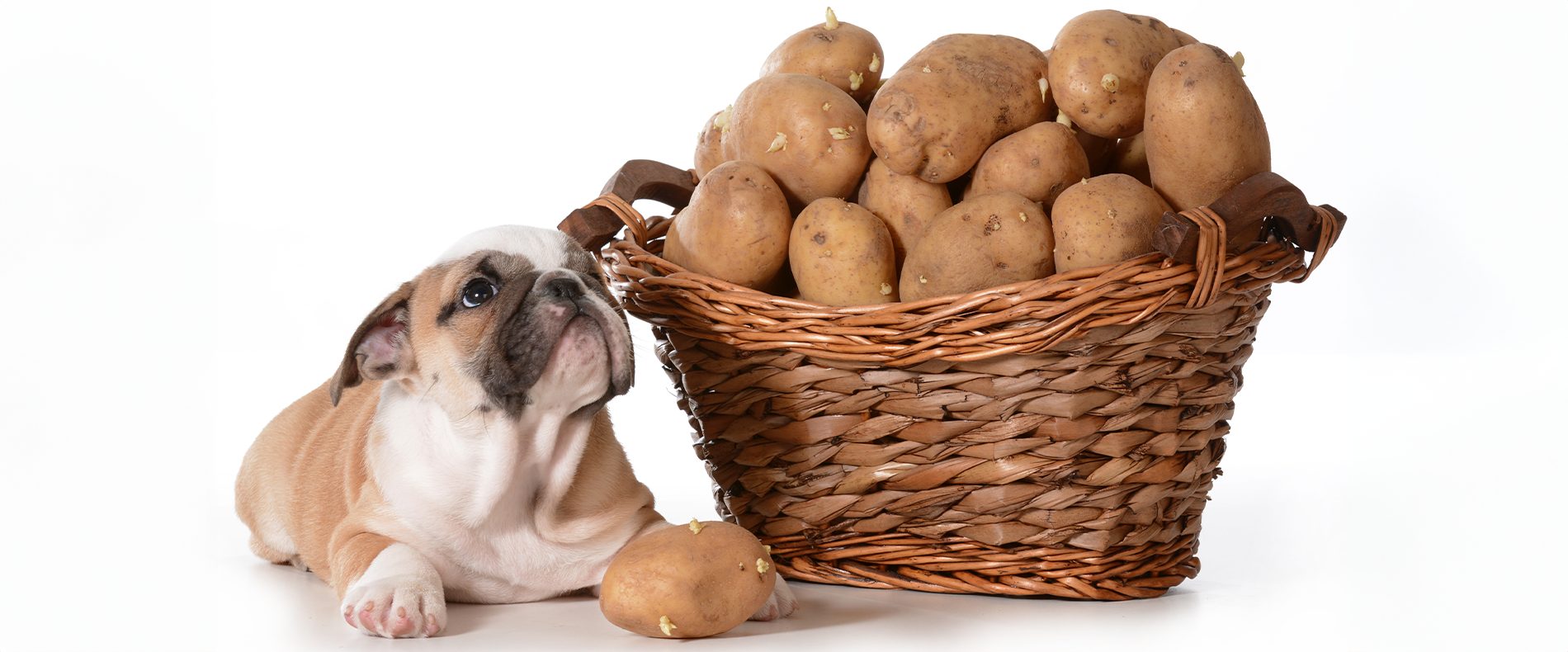 Ein Bulldoggen-Welpe liegt neben einem Korb voller keimender Kartoffeln, mit einer Kartoffel unter seiner Pfote.